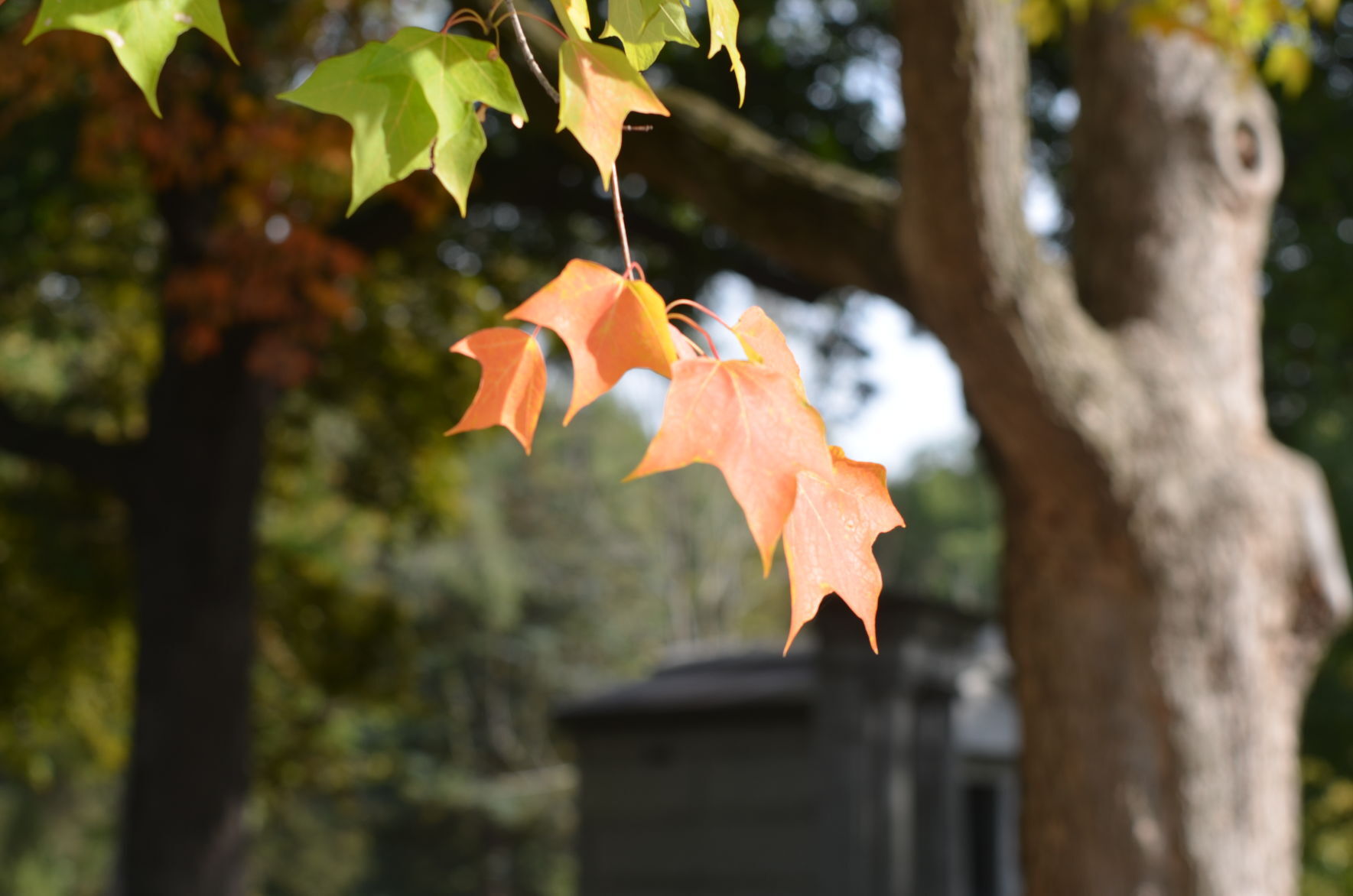 Leaves turning in Oak Hill Cemetery